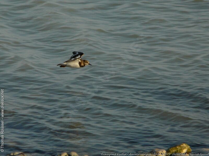 Ruddy Turnstone, Flight