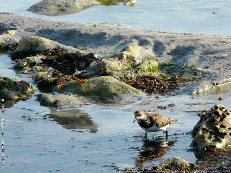 Ruddy Turnstone