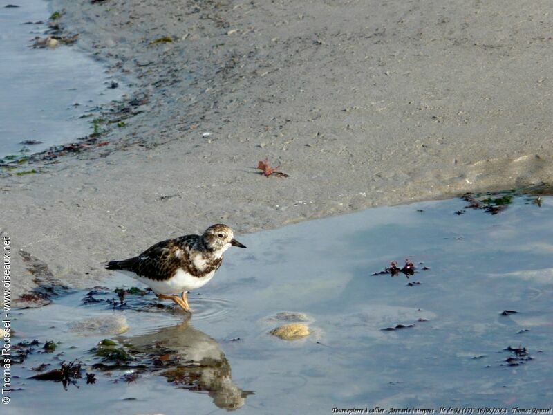 Ruddy Turnstone