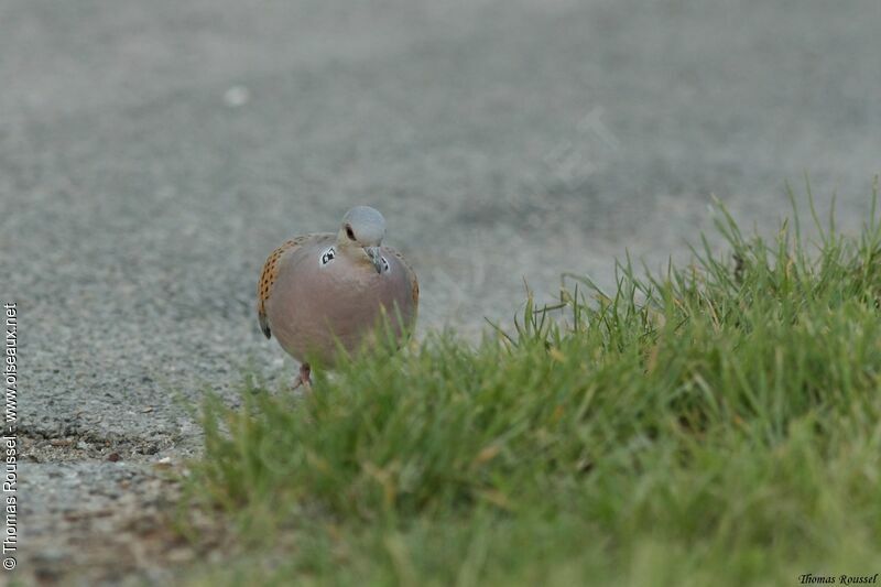 European Turtle Dove