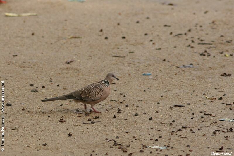 Spotted Dove, identification