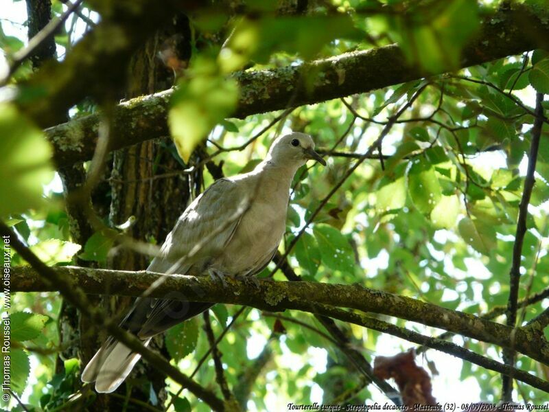 Eurasian Collared Dove