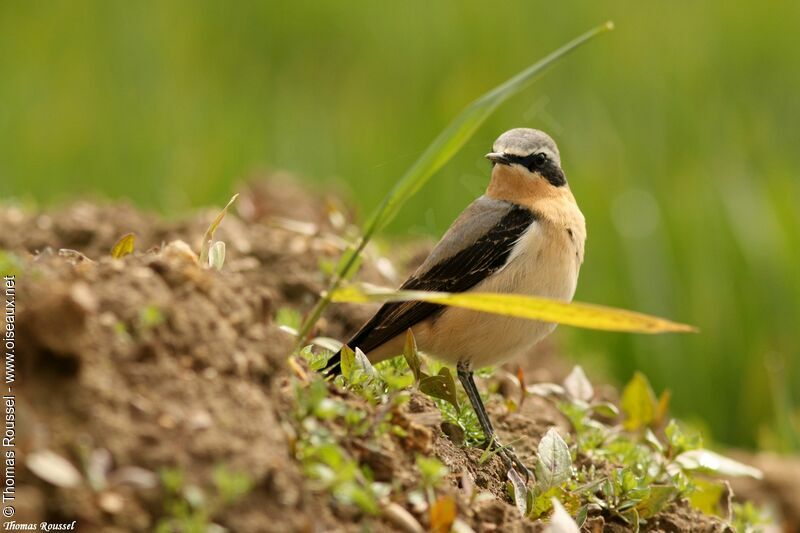 Traquet motteux, identification