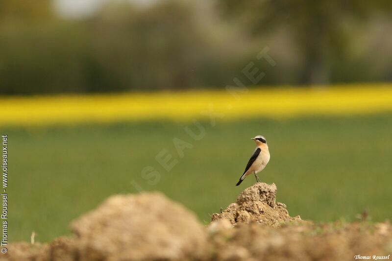 Northern Wheatear, identification, Behaviour