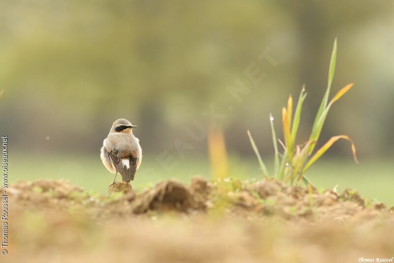 Northern Wheatear