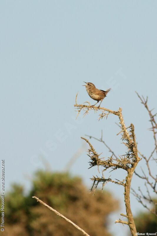 Eurasian Wren, identification, song