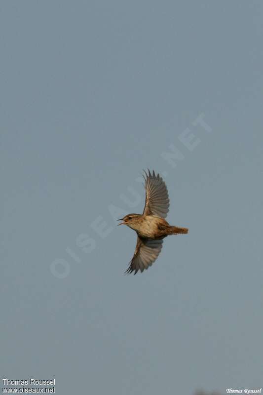 Eurasian Wren, Flight