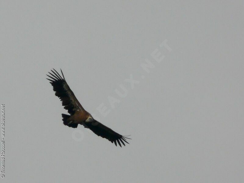 Griffon Vulture