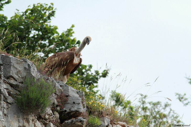 Vautour fauve, identification