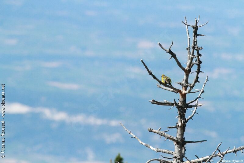 Venturon montagnard