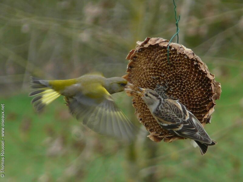 European Greenfinchadult post breeding, Flight