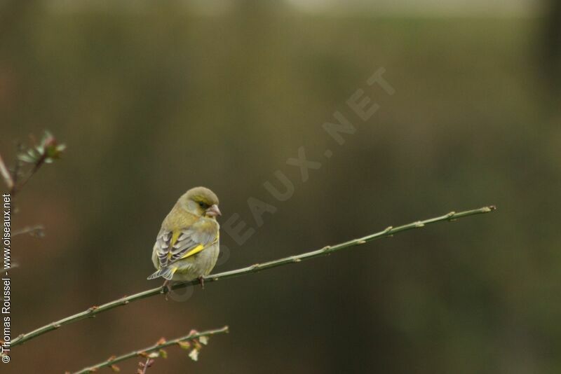 European Greenfinch