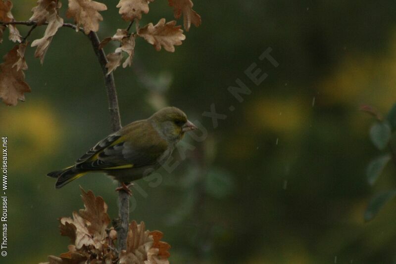 European Greenfinch male adult