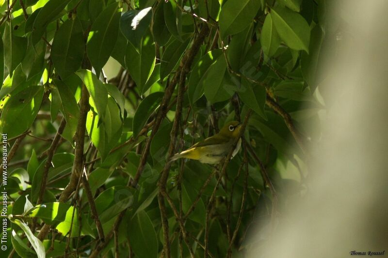 Indian White-eye, identification