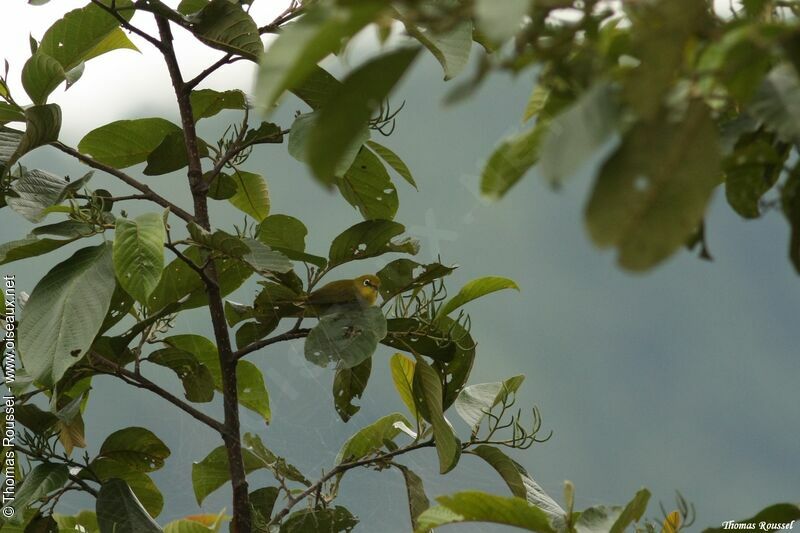 Indian White-eye