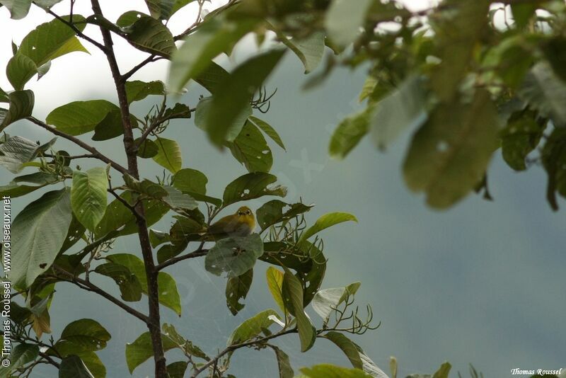 Indian White-eye