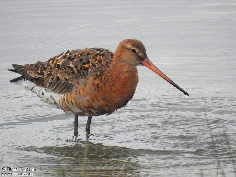 Black-tailed Godwitadult breeding, identification, aspect, pigmentation