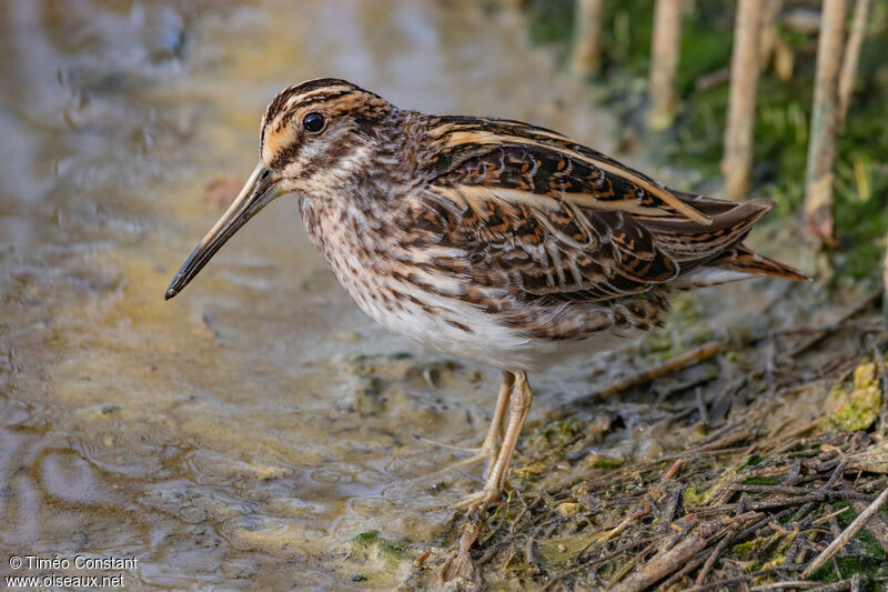 Bécassine sourdeadulte, identification