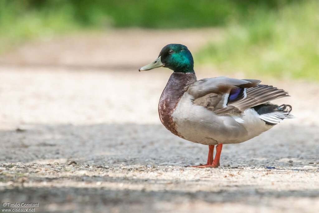 Canard colvert mâle adulte, identification, composition, pigmentation, marche