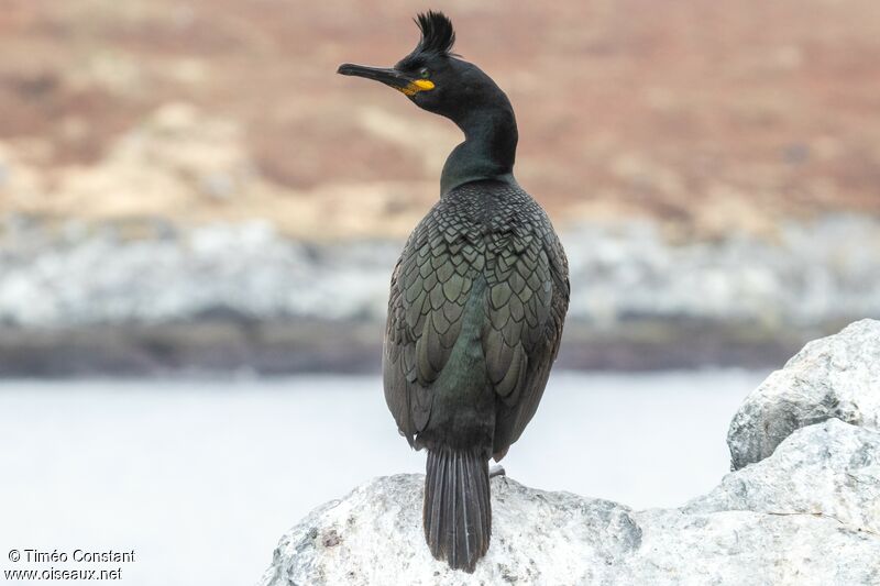 Cormoran huppéadulte nuptial, identification, composition