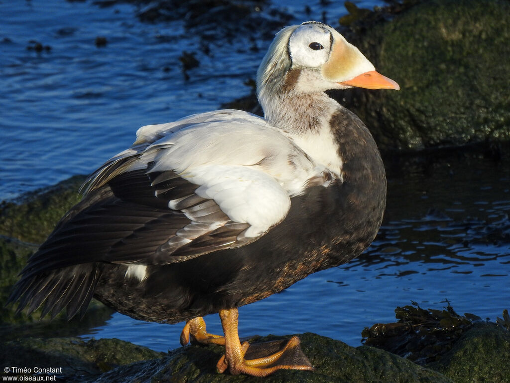 Eider à lunettes mâle adulte, identification, mue, composition, pigmentation, marche