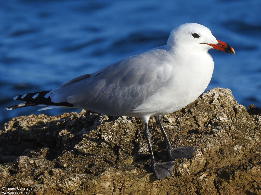 Goéland d'Audouinadulte, identification, composition, pigmentation, marche