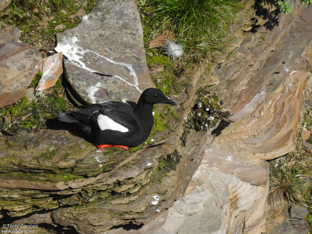 Guillemot à miroiradulte nuptial, habitat, composition