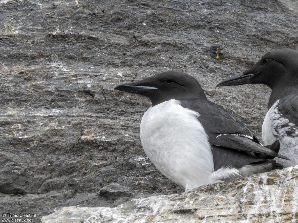 Guillemot de Brünnichadulte, identification