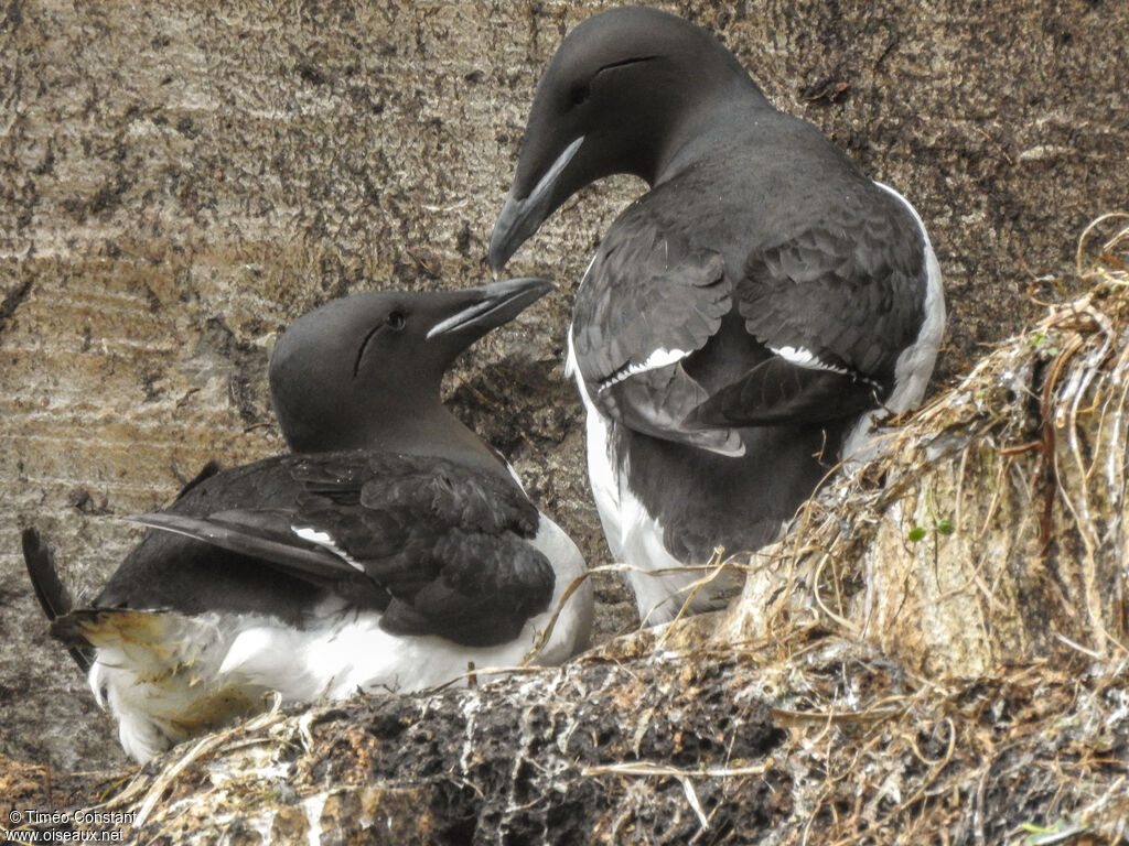 Thick-billed Murreadult breeding, habitat, aspect