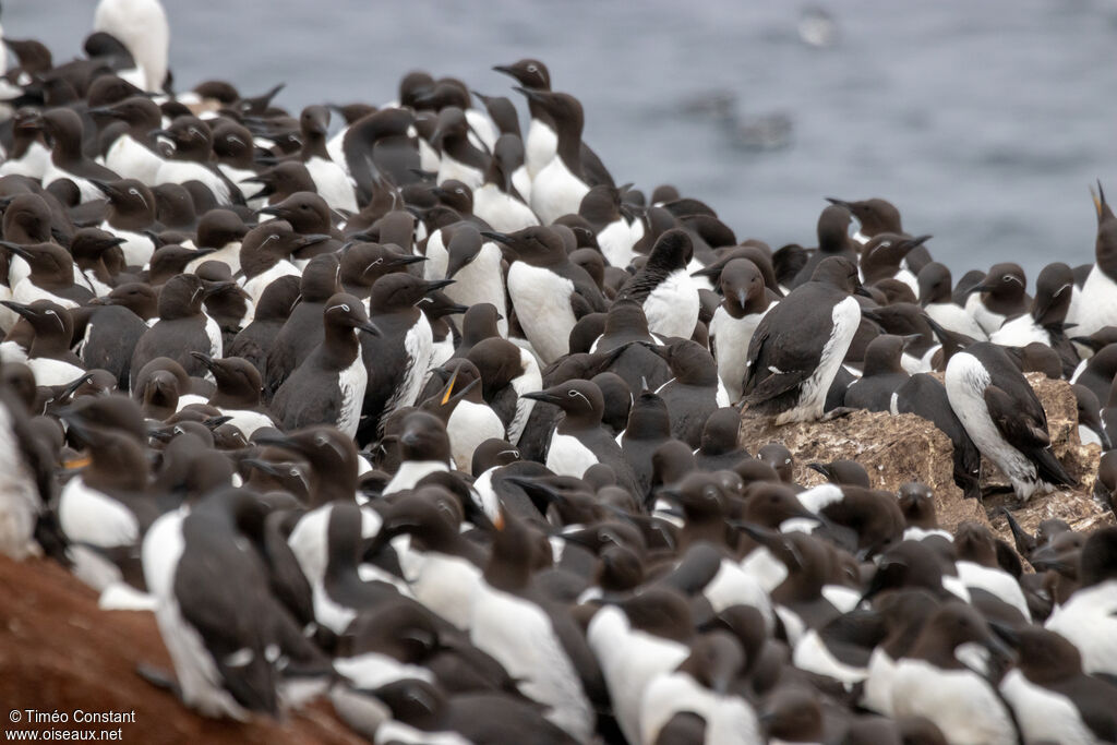 Guillemot de Troïl, habitat, r. coloniale