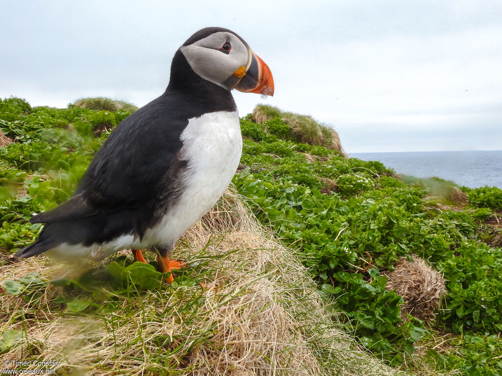 Atlantic Puffinadult, habitat, aspect, walking