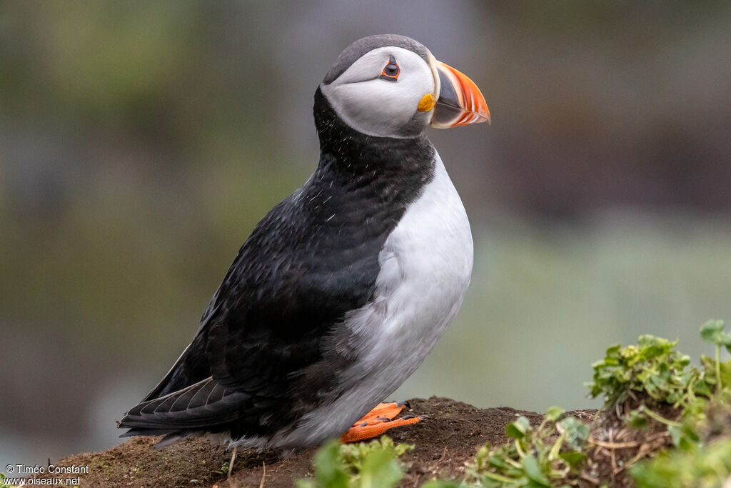 Atlantic Puffin, identification, aspect, walking