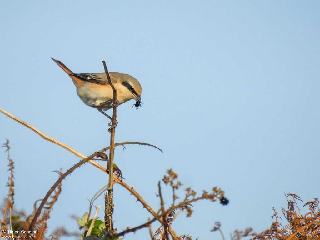 Isabelline Shrike, habitat, aspect, pigmentation, feeding habits, eats