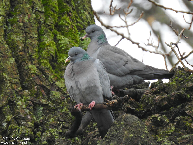 Pigeon colombinadulte nuptial, composition, pigmentation, Nidification