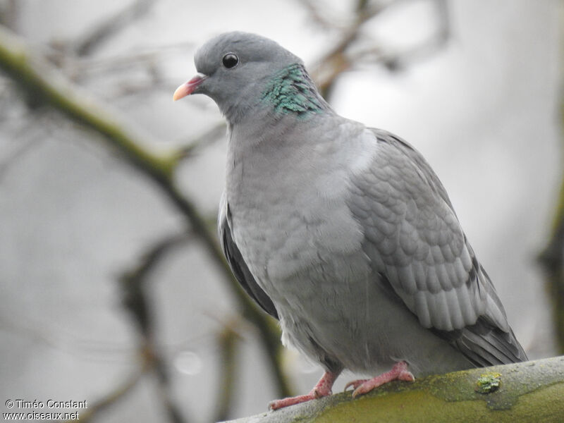 Pigeon colombin, identification, composition, pigmentation, marche