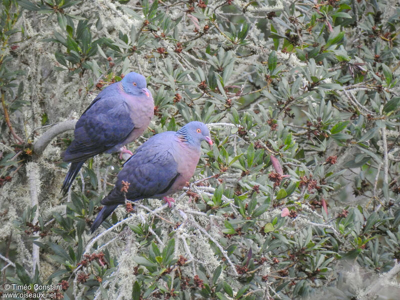 Bolle's Pigeon, habitat, aspect, pigmentation