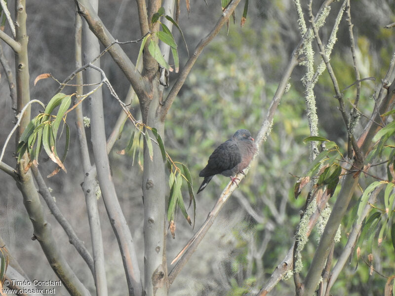 Pigeon de Bolle, composition, pigmentation