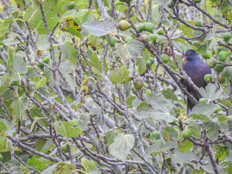 Laurel Pigeon, habitat, pigmentation, feeding habits