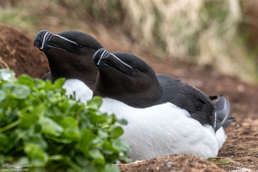 Razorbilladult breeding, habitat, aspect, Reproduction-nesting