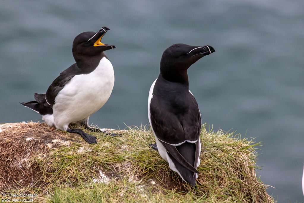 Razorbill, habitat, aspect, pigmentation