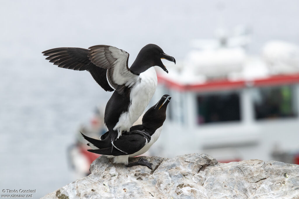 Pingouin tordaadulte nuptial, composition, accouplement.