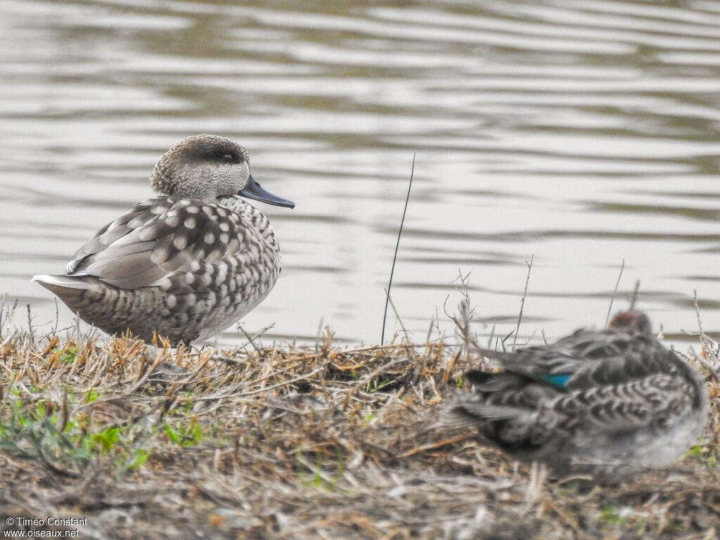 Marbled Duck, identification, aspect, pigmentation