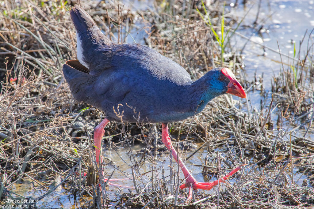 Western Swamphen