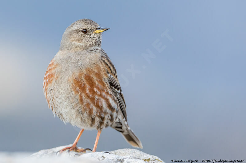 Alpine Accentor