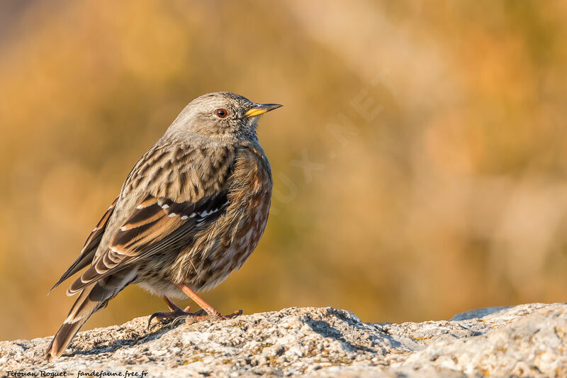 Alpine Accentor