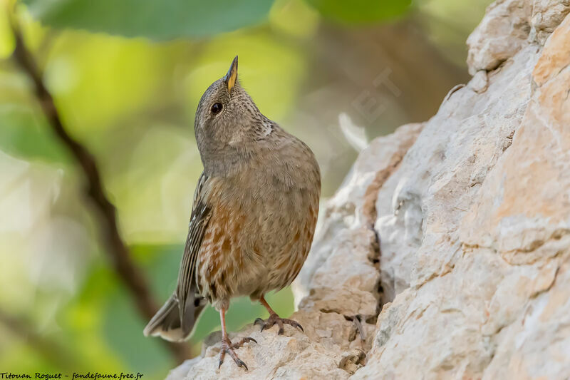 Alpine Accentor