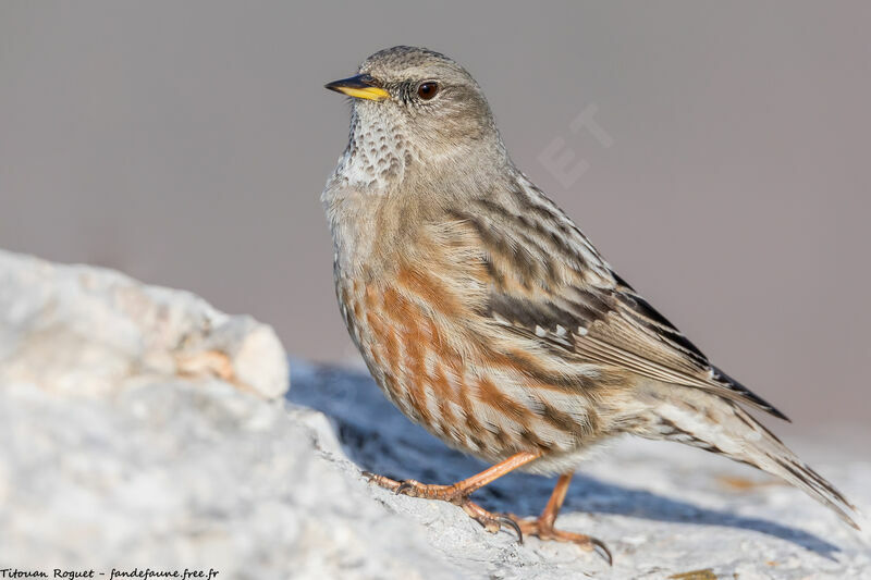 Accenteur alpin