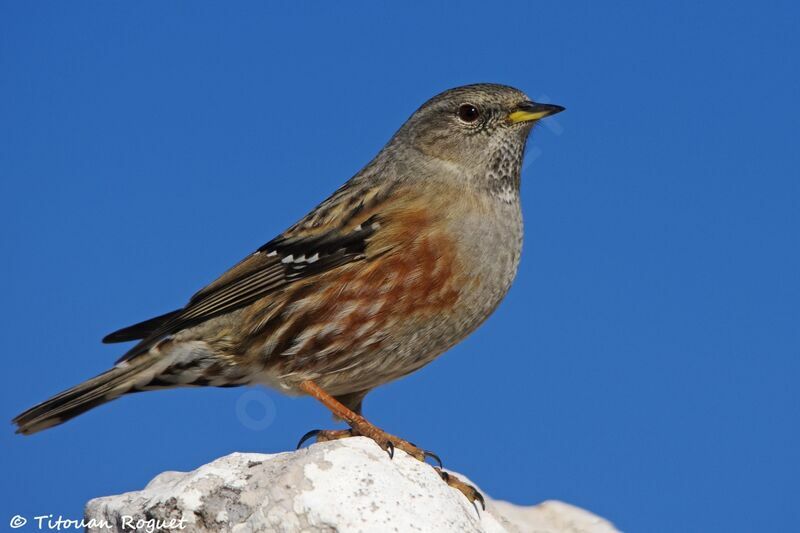 Accenteur alpin, identification