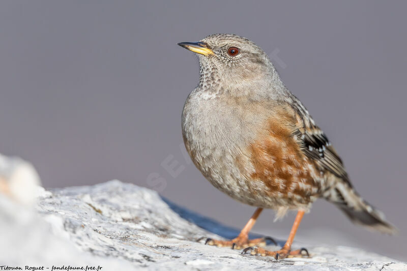 Alpine Accentor