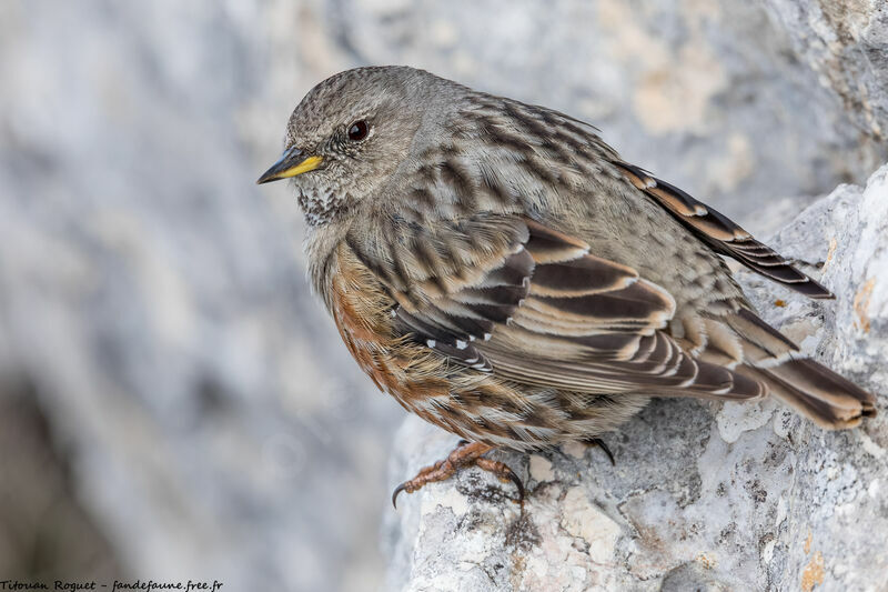 Accenteur alpin